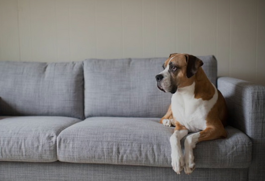 Choosing Pet-Friendly Furniture: The Best Materials for Families with Furry Friends